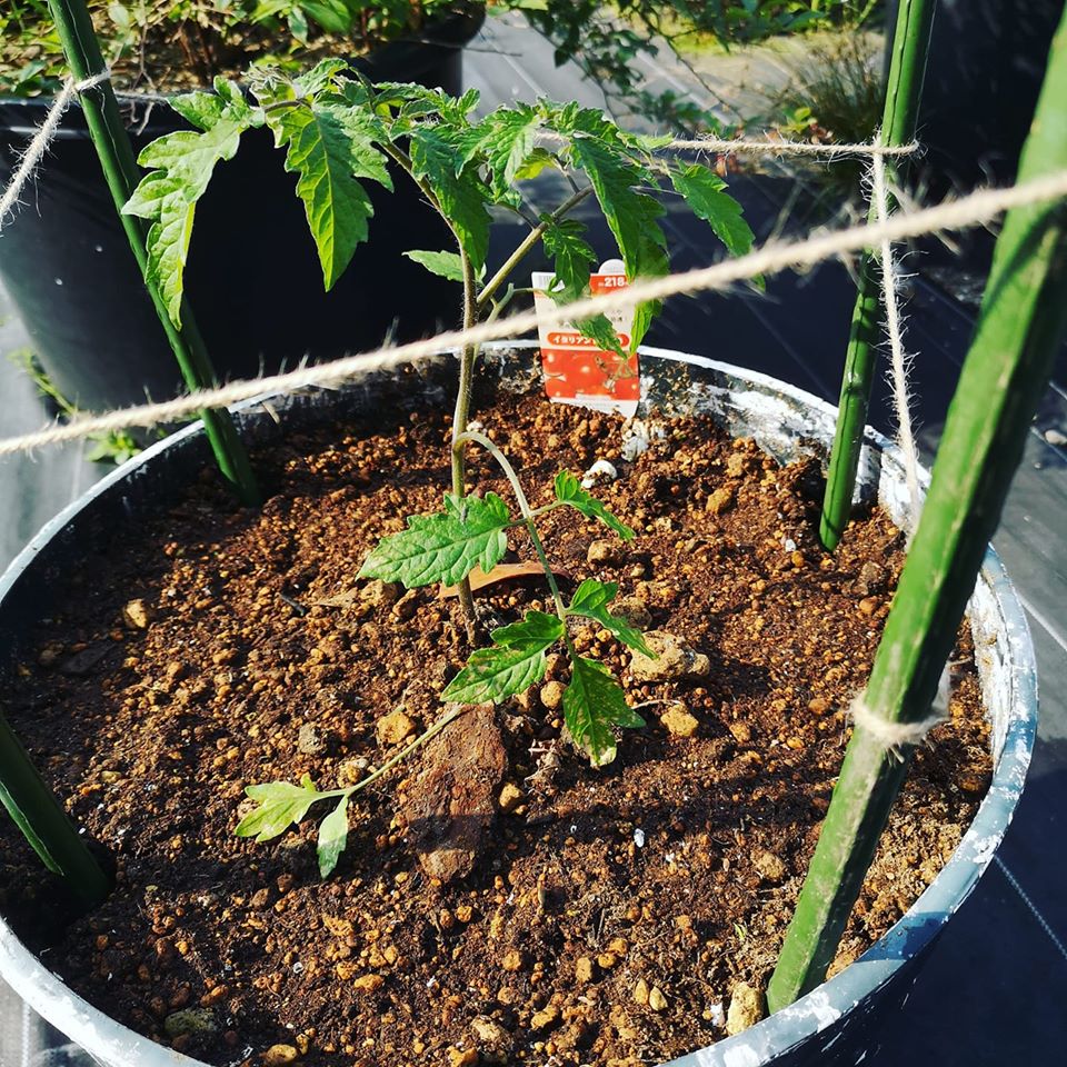 トマト栽培はプランターが適している