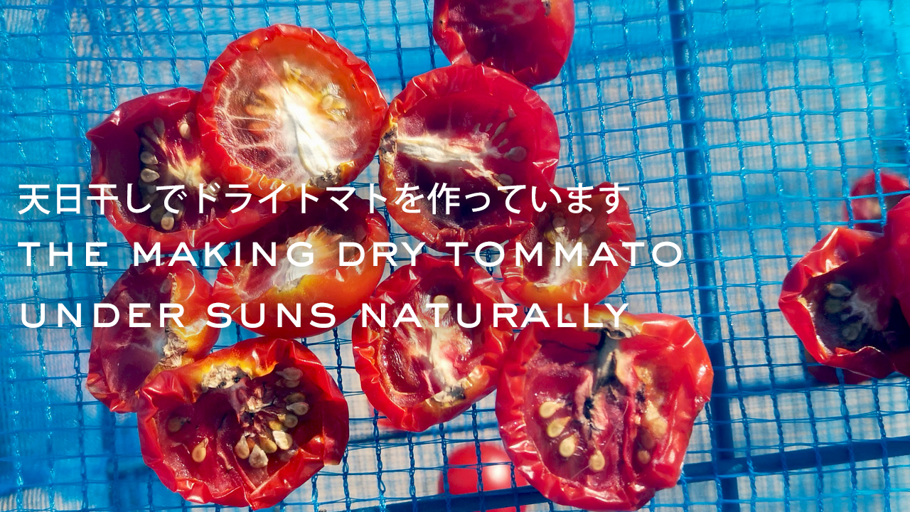 天日干しでドライトマトを作っています。
