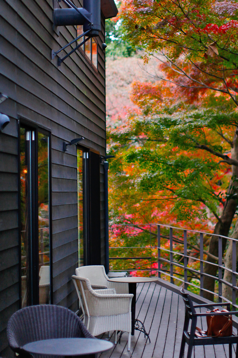 Maple forest stained red it’s in my garden