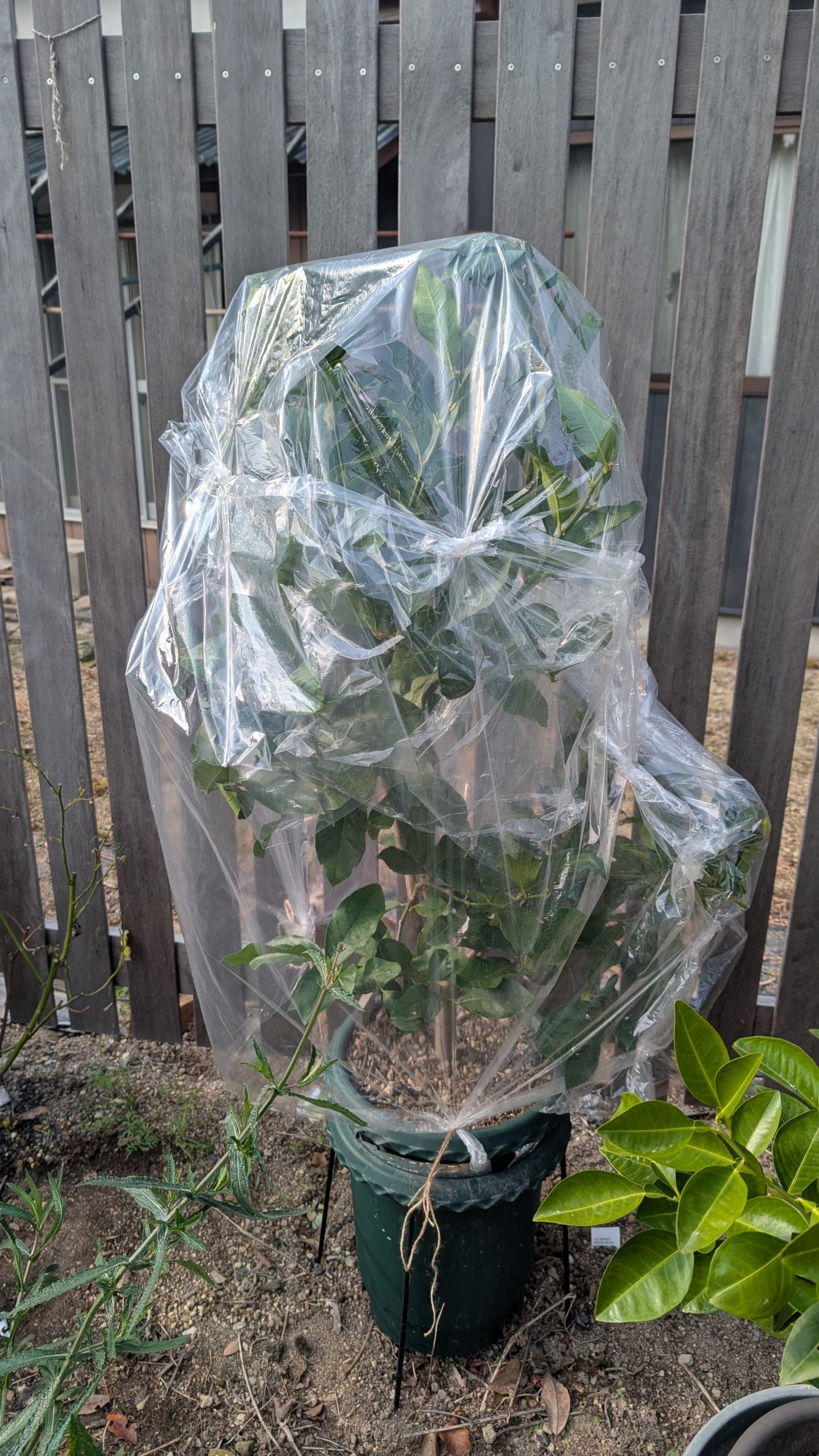 レモン栽培は冬囲い必須　落葉させないためのメソッド