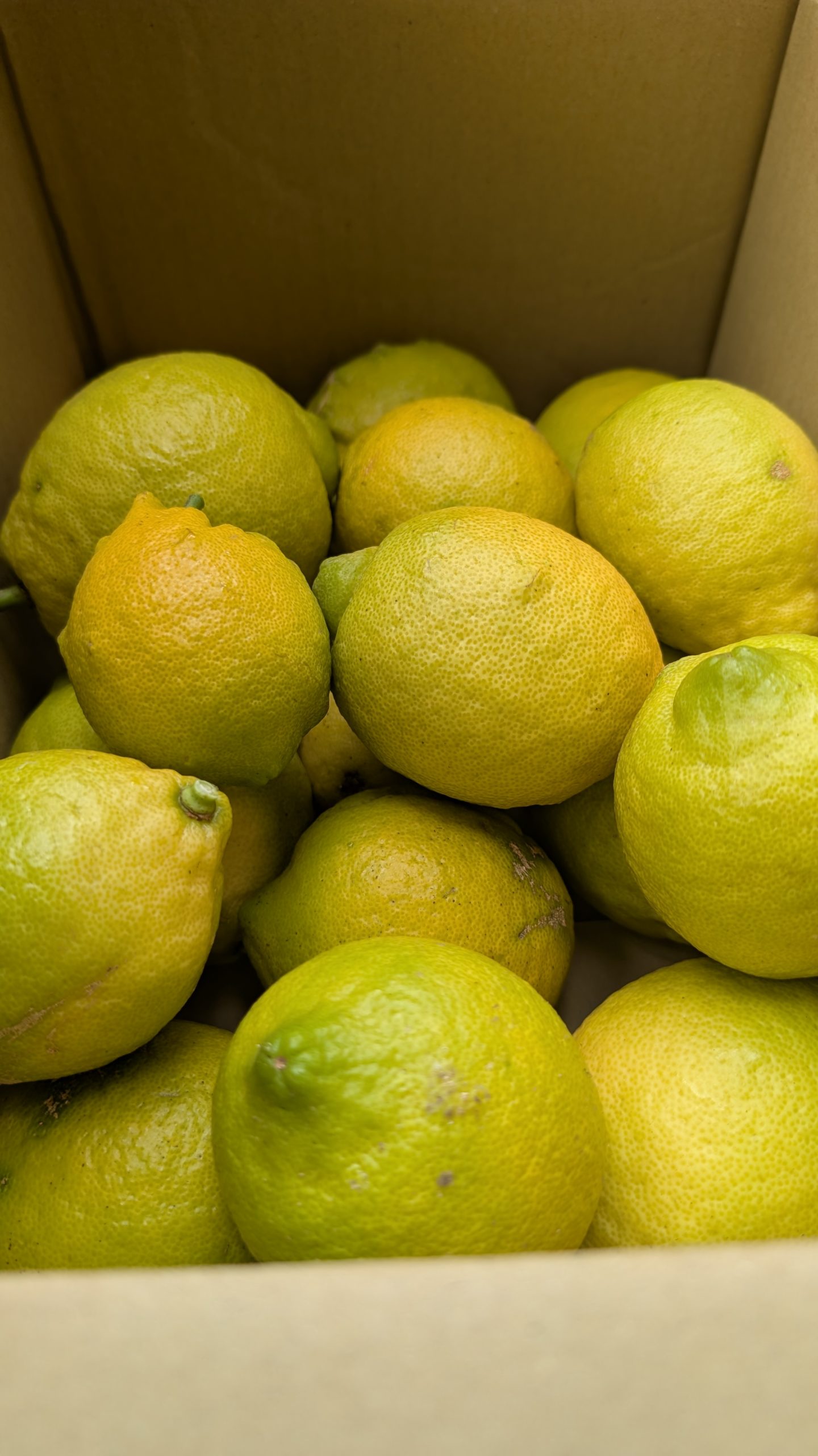 イタリアンな母　カフェロマーノ