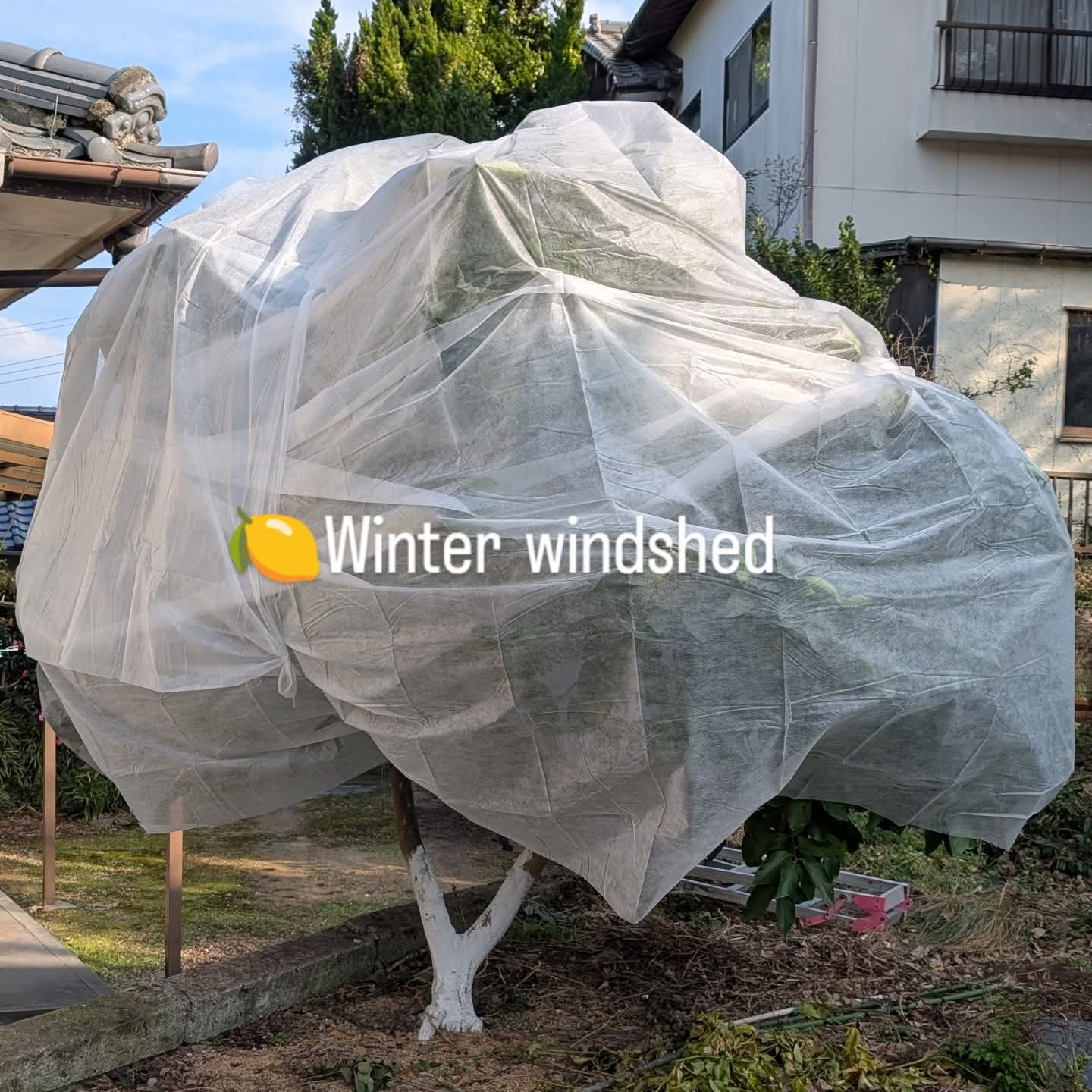 地植えレモンも冬囲い推奨