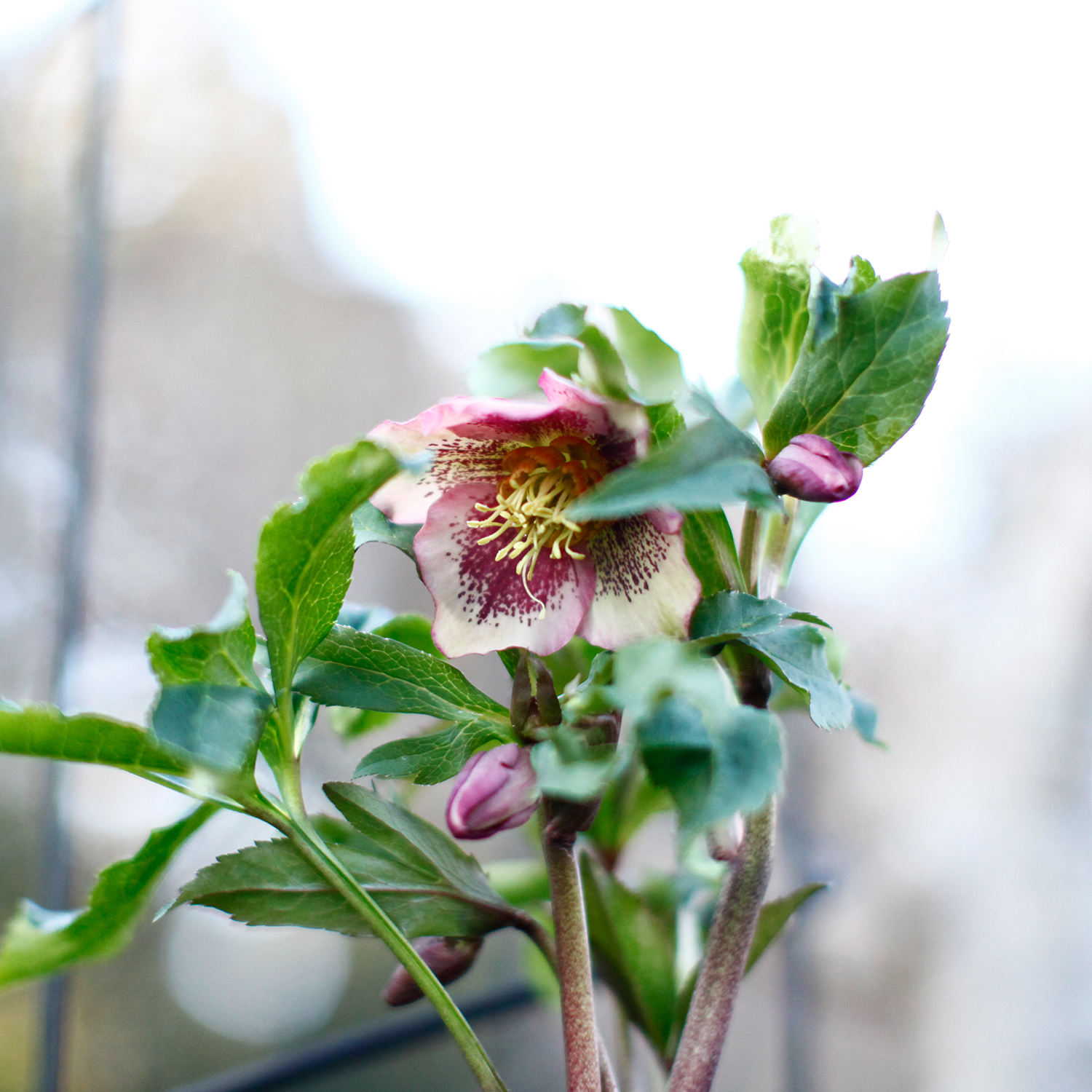 ピンクピコティブロッチ