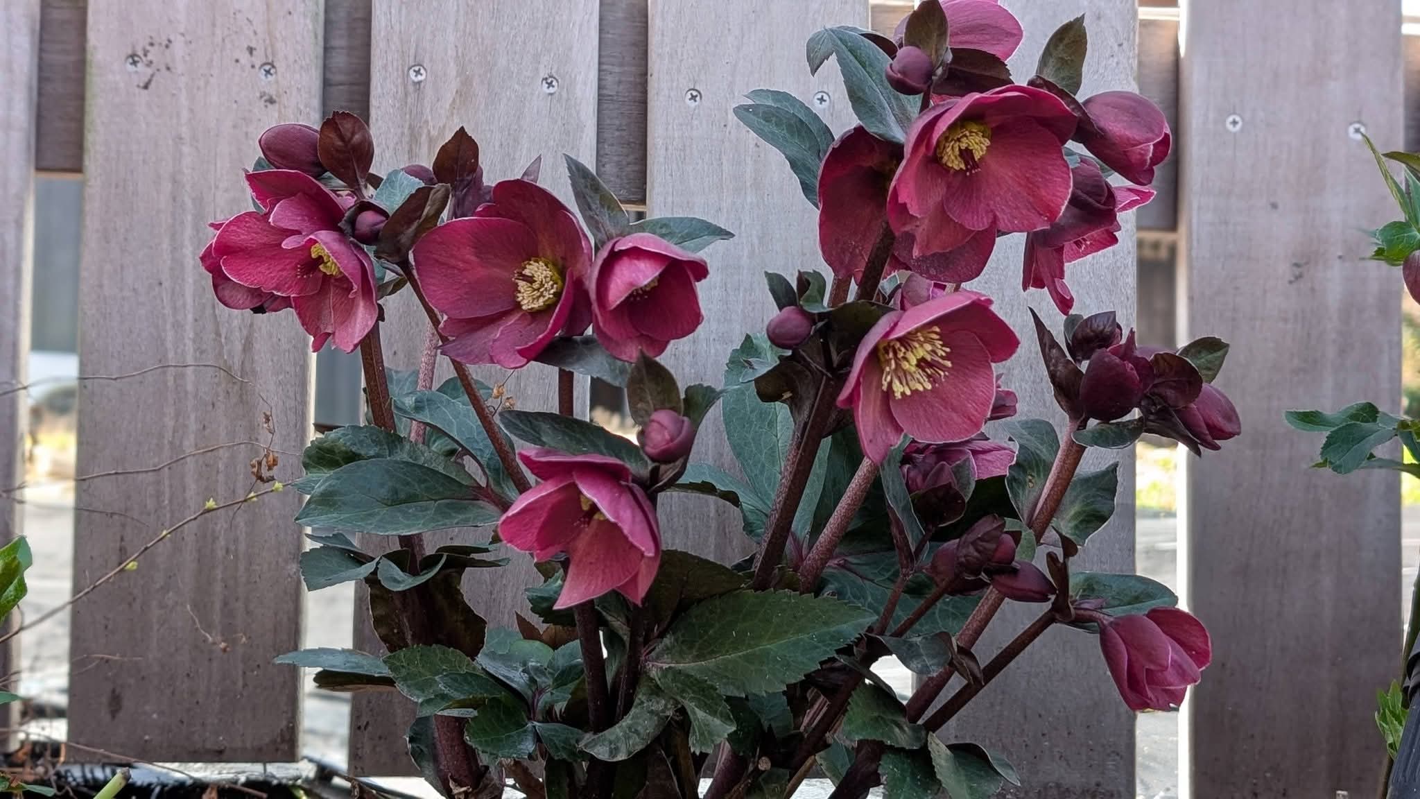 クリスマスローズ好き