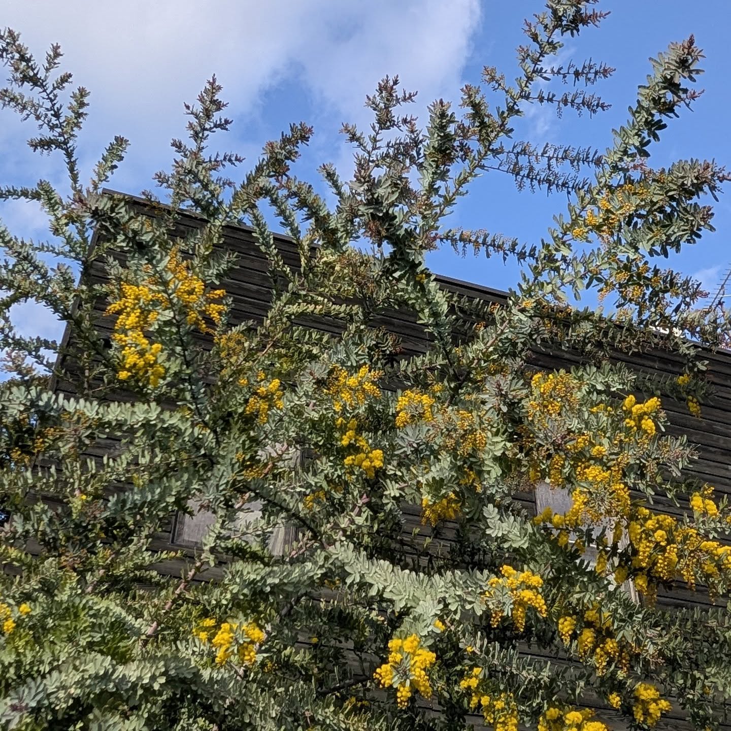 ミモザアカシアは成長点を切っておく