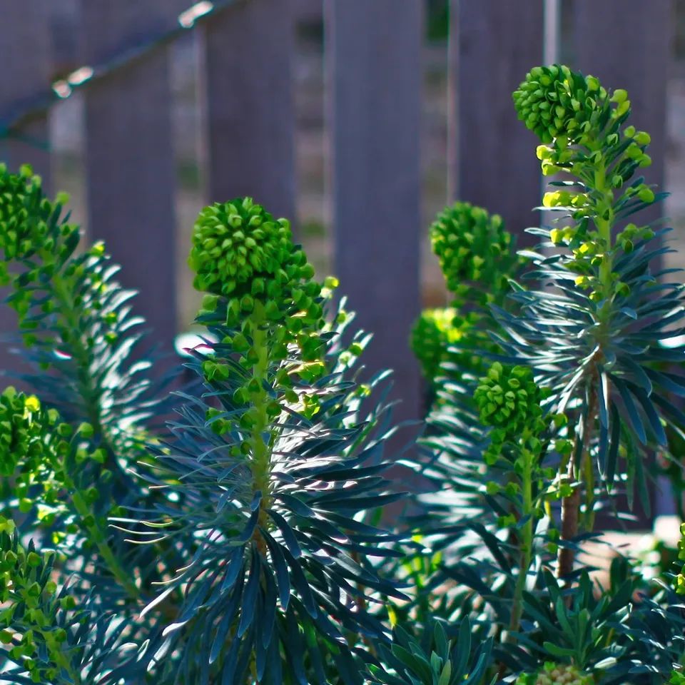 ユーフォルビアウルフェニー