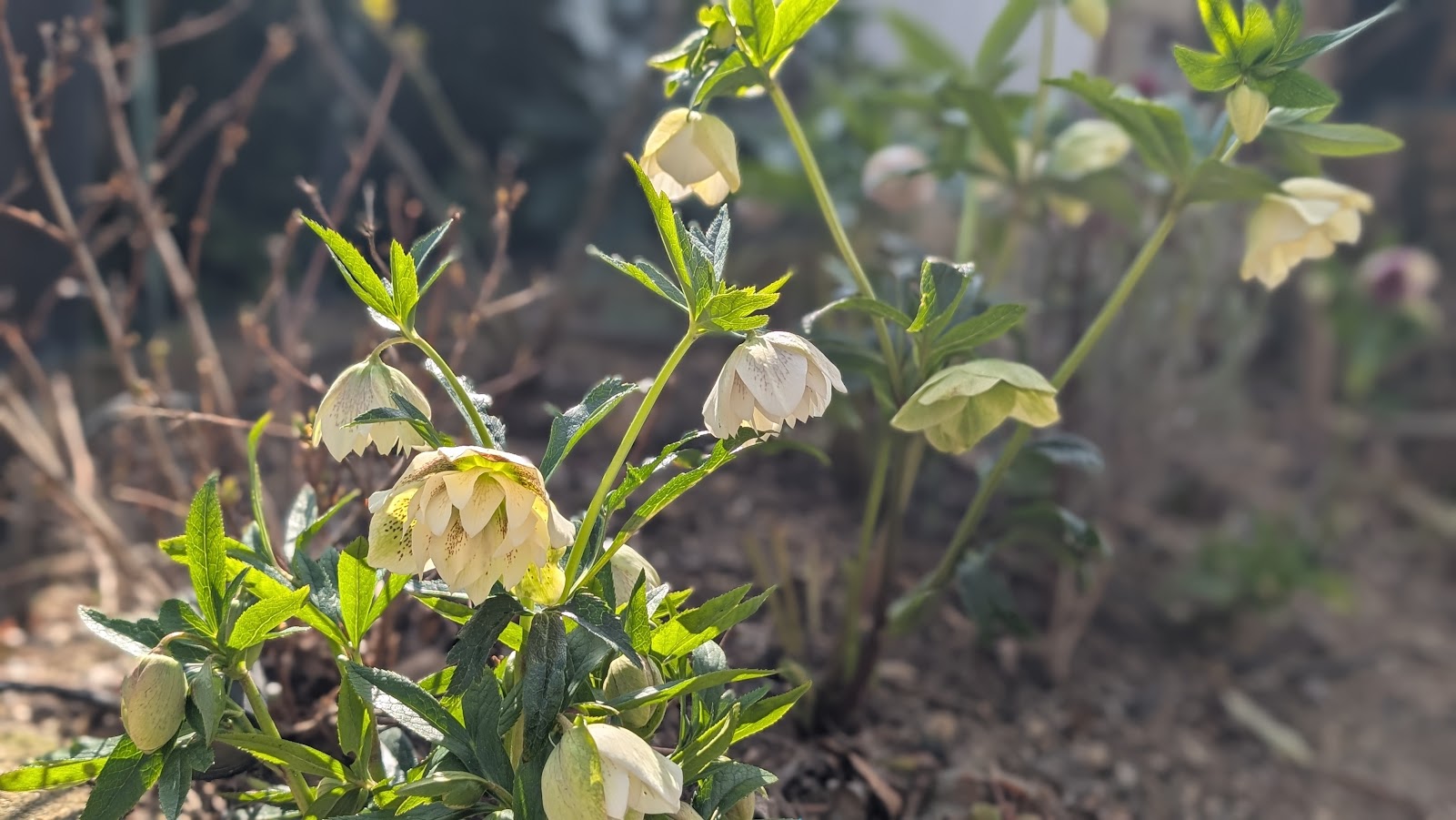 クリスマスローズもう少しで満開🪷