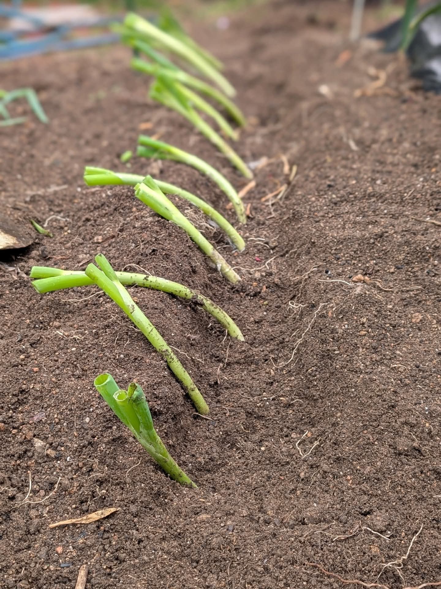 ∞サイクルの葱栽培と、玉ねぎ収穫もう少し