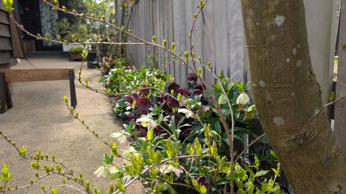 シェードガーデン