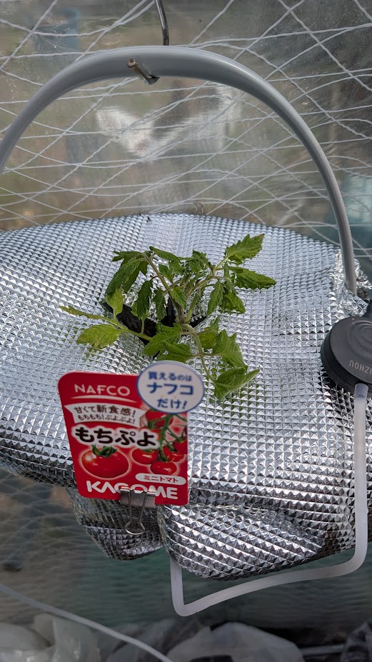 初めての水耕栽培